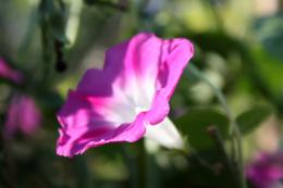 Ipomoea purpurea