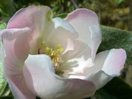 quince flower 