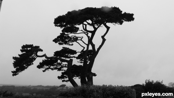 Creation of tree: Step 1