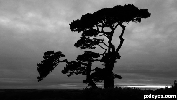 Creation of tree: Step 2