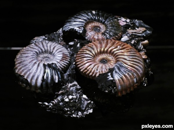 Jurassic Ammonites  