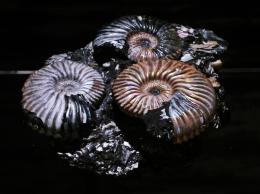 Jurassic Ammonites  