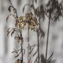 dead plants 2019 photography contest