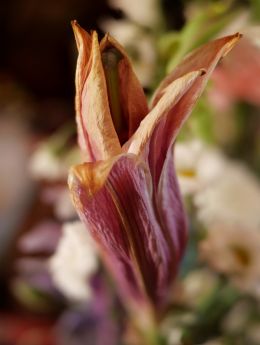 Pink lily I was