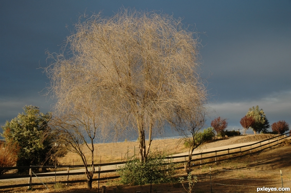 Tall Dead Tree