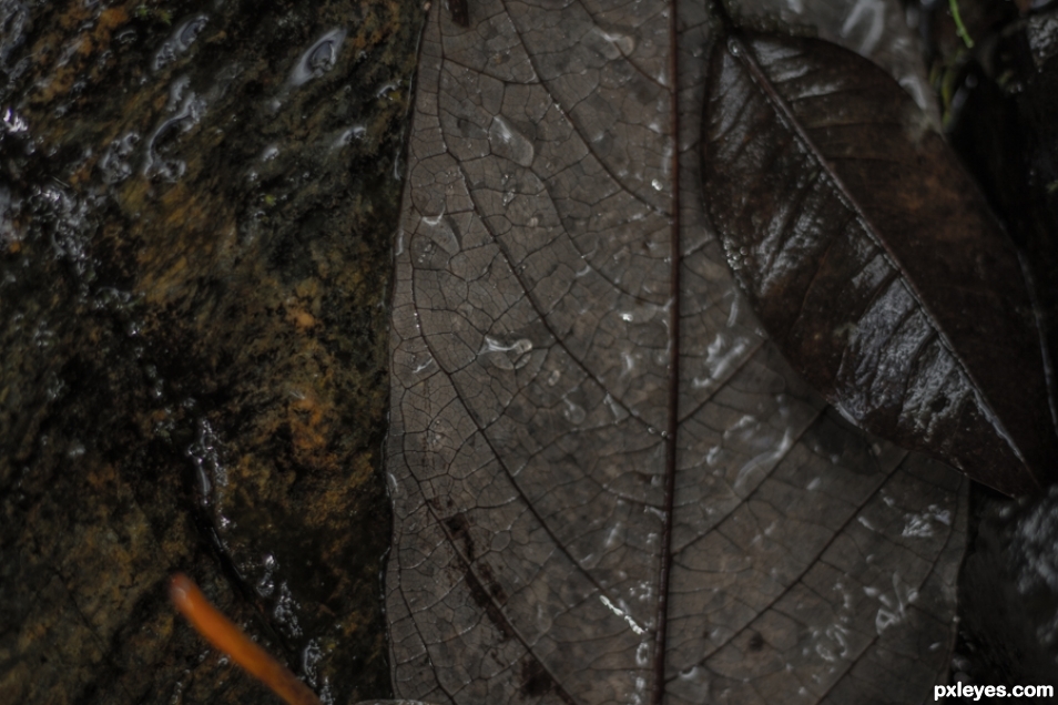 leaves with raindrops