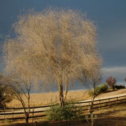 Tall Dead Tree Picture