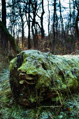 Dead tree