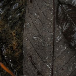 leaves with raindrops Picture