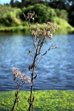 requiem of a plant