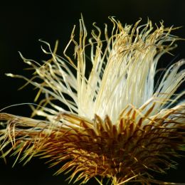 Gone to seed Picture