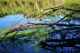 lake branches