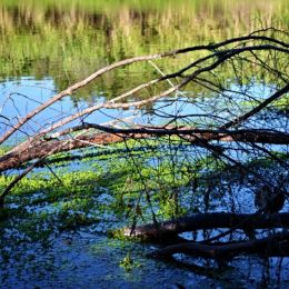 lakebranches