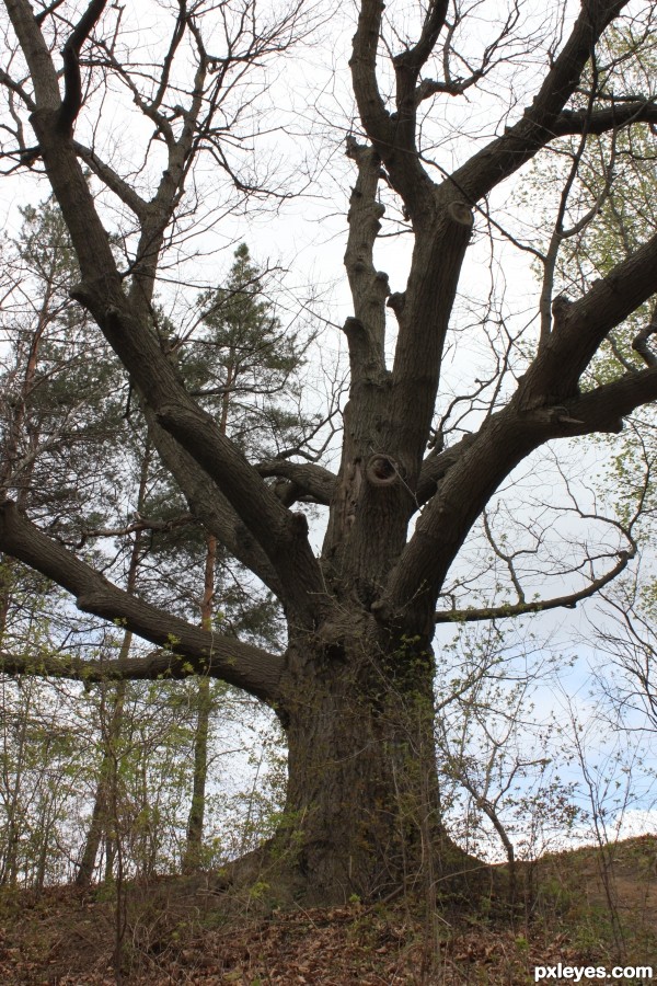 Big Dead Tree