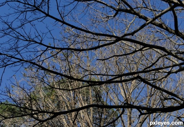 Branches crossing