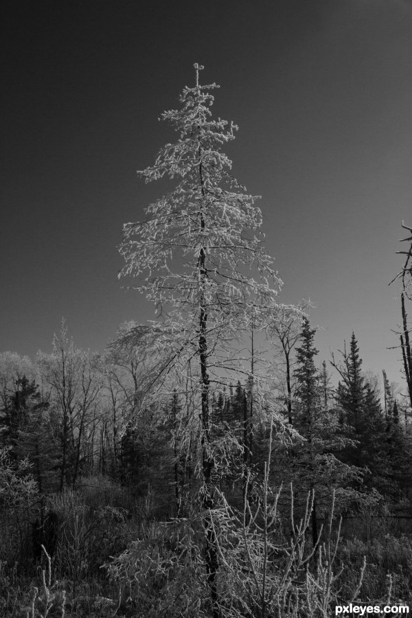 Hoarfrost