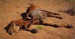 Horse, Gobi Desert