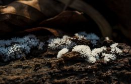 Myxomycetes