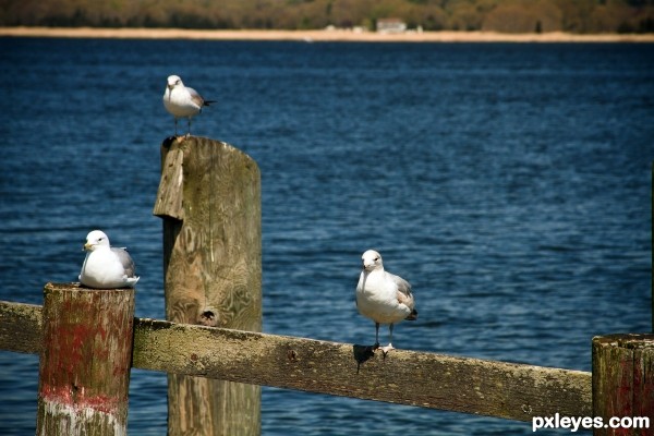 Decaying Dock