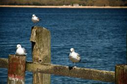 Decaying Dock