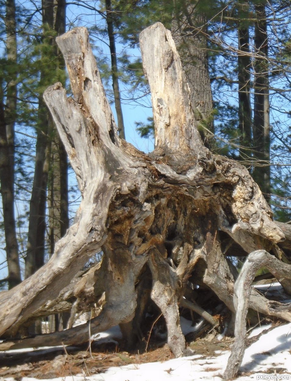 Decaying Tree