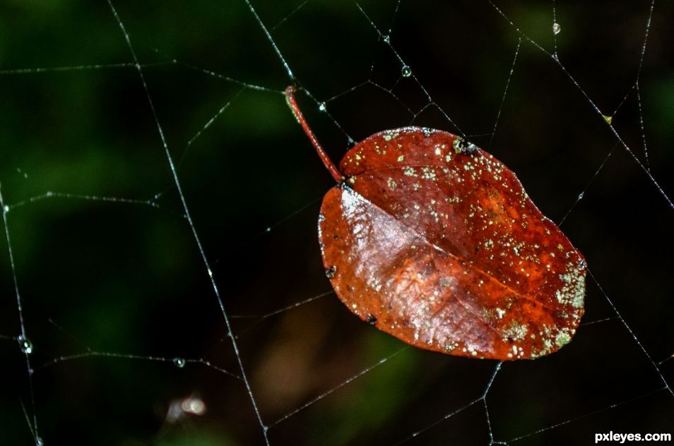 Dry leaf