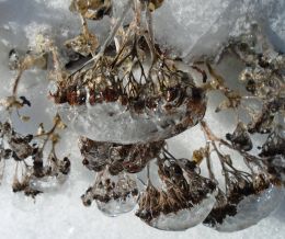 Withered Sedum flower in winter Picture