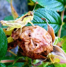 Rose Bud