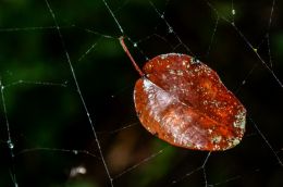 Dry leaf