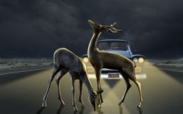 Deer in the headlights Picture
