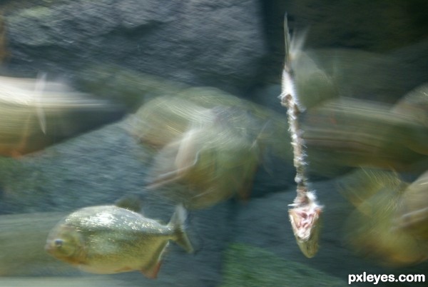 Piranha