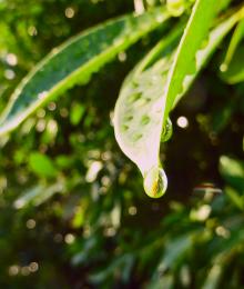 World in the water drop