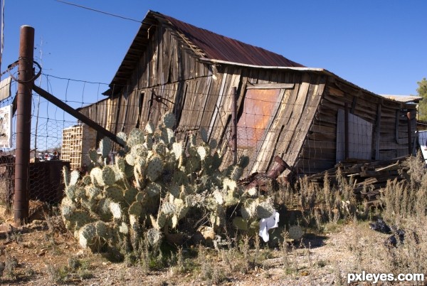 Cactus and Dirt