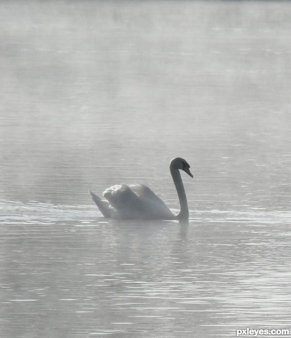 Swan 