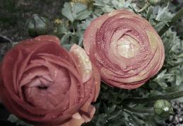 Roses