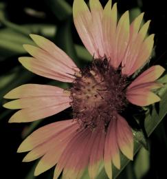 Waxed Sunflower