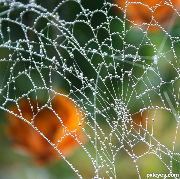 Autumn Drops