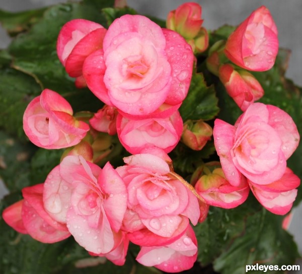 Begonia