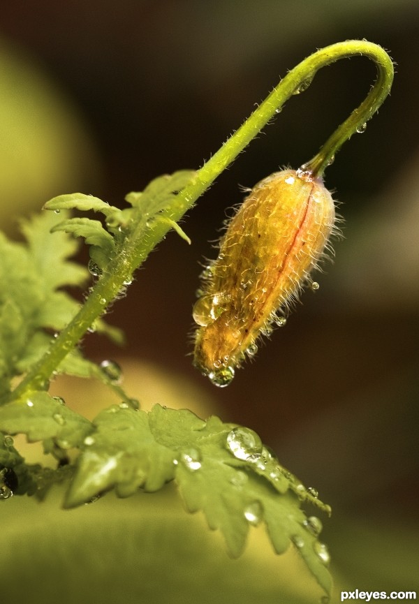 Welsh Poppy Seed Head