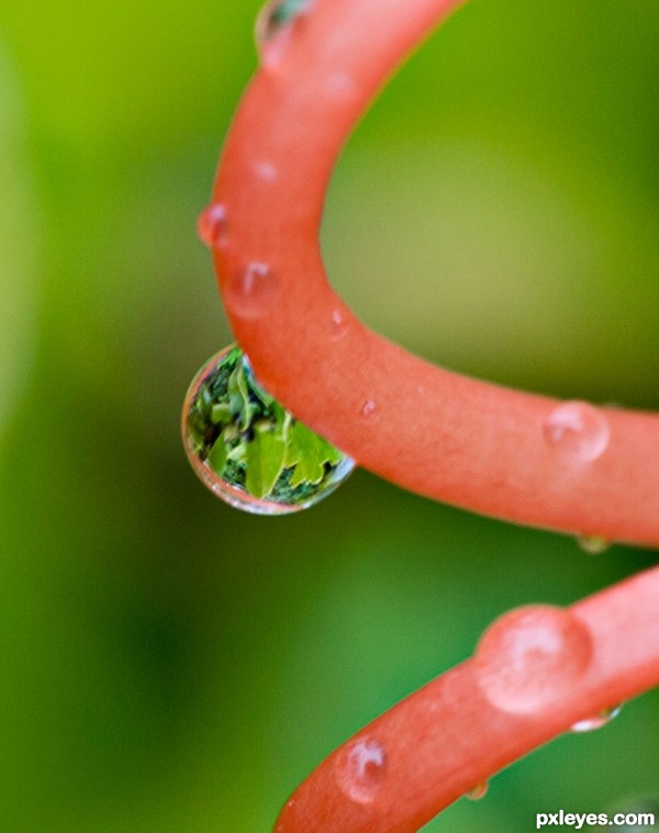 dew drop