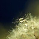 dew 2 photography contest