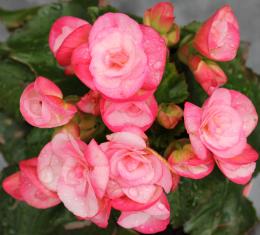 Begonia