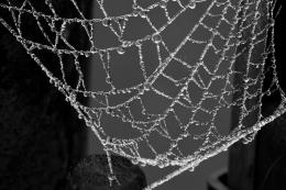 Cobweb