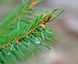 Dew on the fir tree