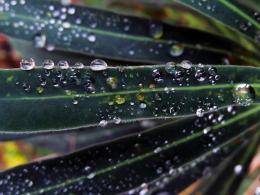 Leafy Dew 