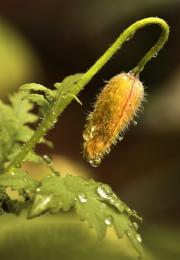 Welsh Poppy Seed Head