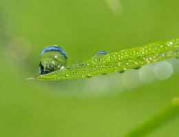 dew Picture