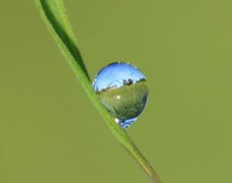 dew