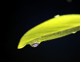 dew drop