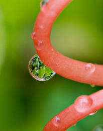 dewdrop